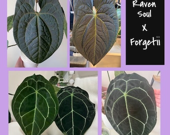 Anthurium “Raven Soul” (Crystallinum x Luxurians) x Forgetii Seedlings