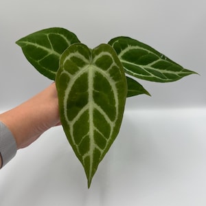 Anthurium (Papi Mag Crystal) x (Dorayaki x Forgetii) #112