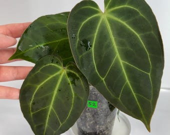 Anthurium AOS DF X RVDP (tezula Ace of Spades X Red Vein Dark Anthurium AOS DF X RVDP (tezula Ace of Spades X Red Vein Dark