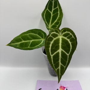 Anthurium (Papi Mag Crystal) x (Dorayaki x Forgetii) #102