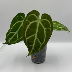 Anthurium (Papi Mag Crystal) x (Dorayaki x Forgetii) #108