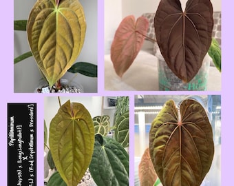 Anthurium Papillilaminum [(RA5 x SB) x (Long x LongBullet)] x [(FSRL) x (RedCrystal x Dressleri)]