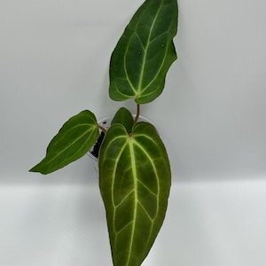 Anthurium Besseae Aff x (AOS NOID x Red Crystallinum) #50