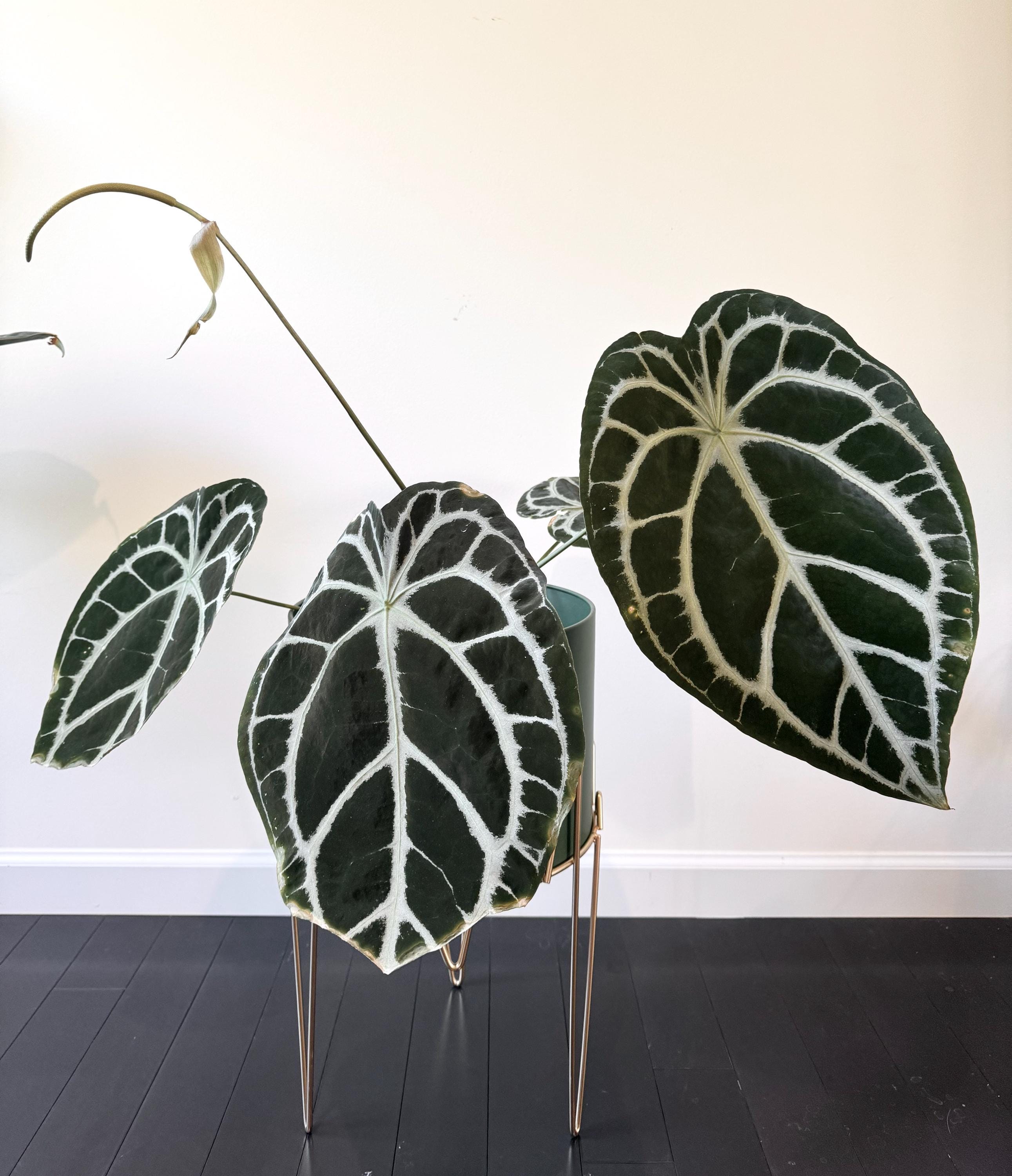 Anthurium Wonderboy x self 実生株