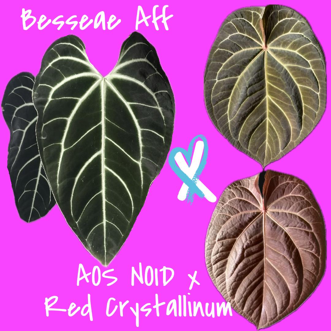 SALE! Anthurium Besseae Aff X (AOS NOID X Red Crystallinum) Smaller  Seedlings - Etsy