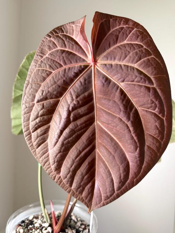 Anthurium AOS x Red Crystallinum実生株 Anthurium Besseae Aff X (AOS NOID X Red Crystallinum