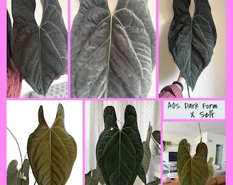 Anthurium AOS DF X RVDP (tezula Ace of Spades X Red Vein Dark