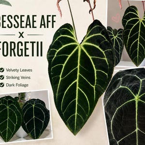 agave zimmerpflanze Agave oteroi | Botanical Archive