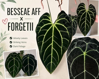 Anthurium Besseae Aff x Forgetii Seedling