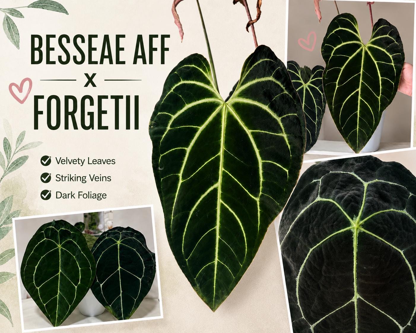 Anthurium Besseae Aff X Forgetii Seedling - Etsy