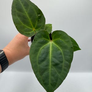 Anthurium Besseae Aff x (AOS NOID x Red Crystallinum) #49