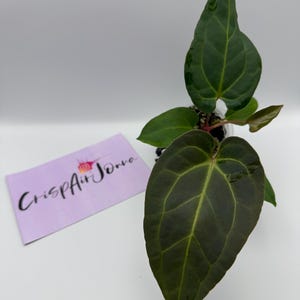 Anthurium Besseae Aff x (AOS NOID x Red Crystallinum) #44