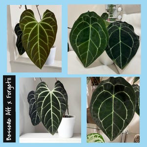 NEW! Anthurium Besseae Aff x Forgetii Seedling
