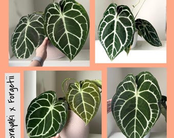 Anthurium Silver Tiger X Red Crystallinum X Dorayaki Hybrid Plant