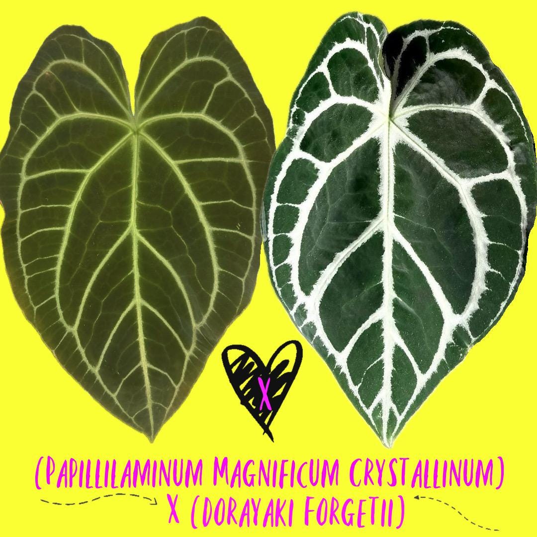 アンスリウム　papi斑入りx papi ボトムカット アンスリウム papi斑入りx papi ボトムカット