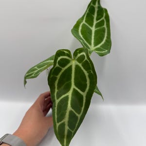 Anthurium (Papi Mag Crystal) x (Dorayaki x Forgetii) #104