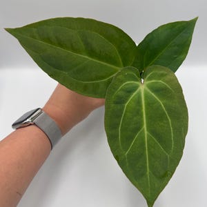 Anthurium Besseae Aff x (AOS NOID x Red Crystallinum) #47
