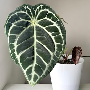 Wonderboy Anthurium - Etsy
