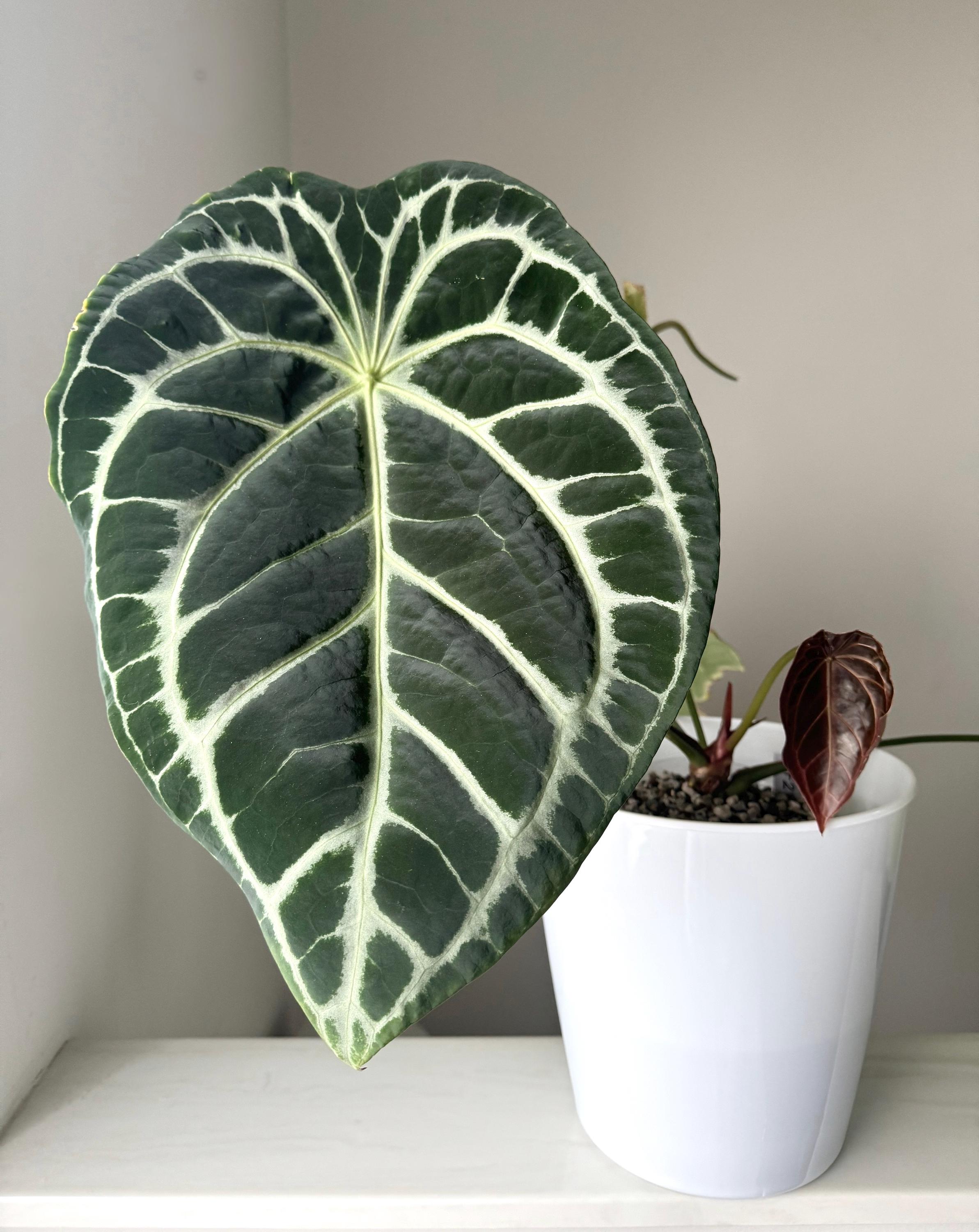 Wonderboy Anthurium - Etsy