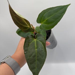 Anthurium Besseae Aff x (AOS NOID x Red Crystallinum) #37