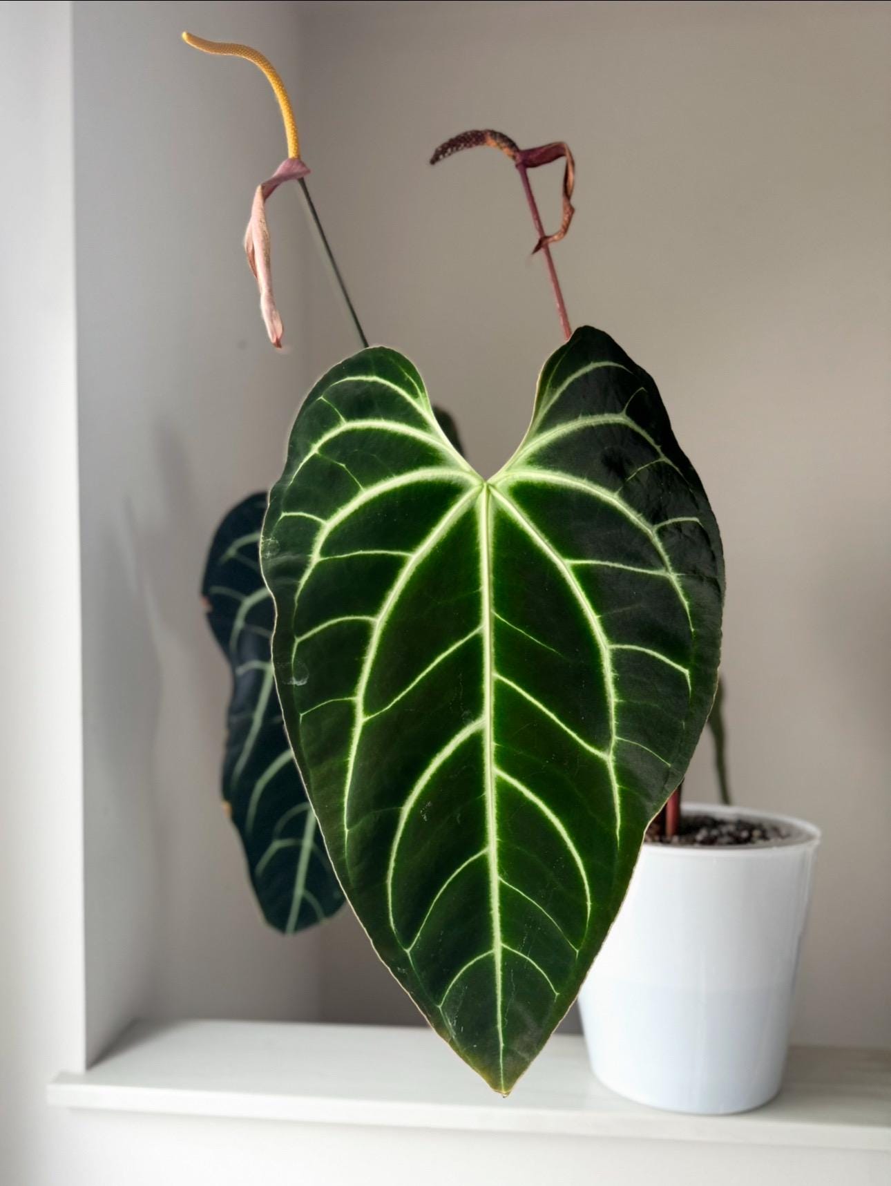 Anthurium Besseae Aff X Forgetii Seedling - Etsy