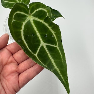Anthurium (Papi Mag Crystal) x (Dorayaki x Forgetii) #113