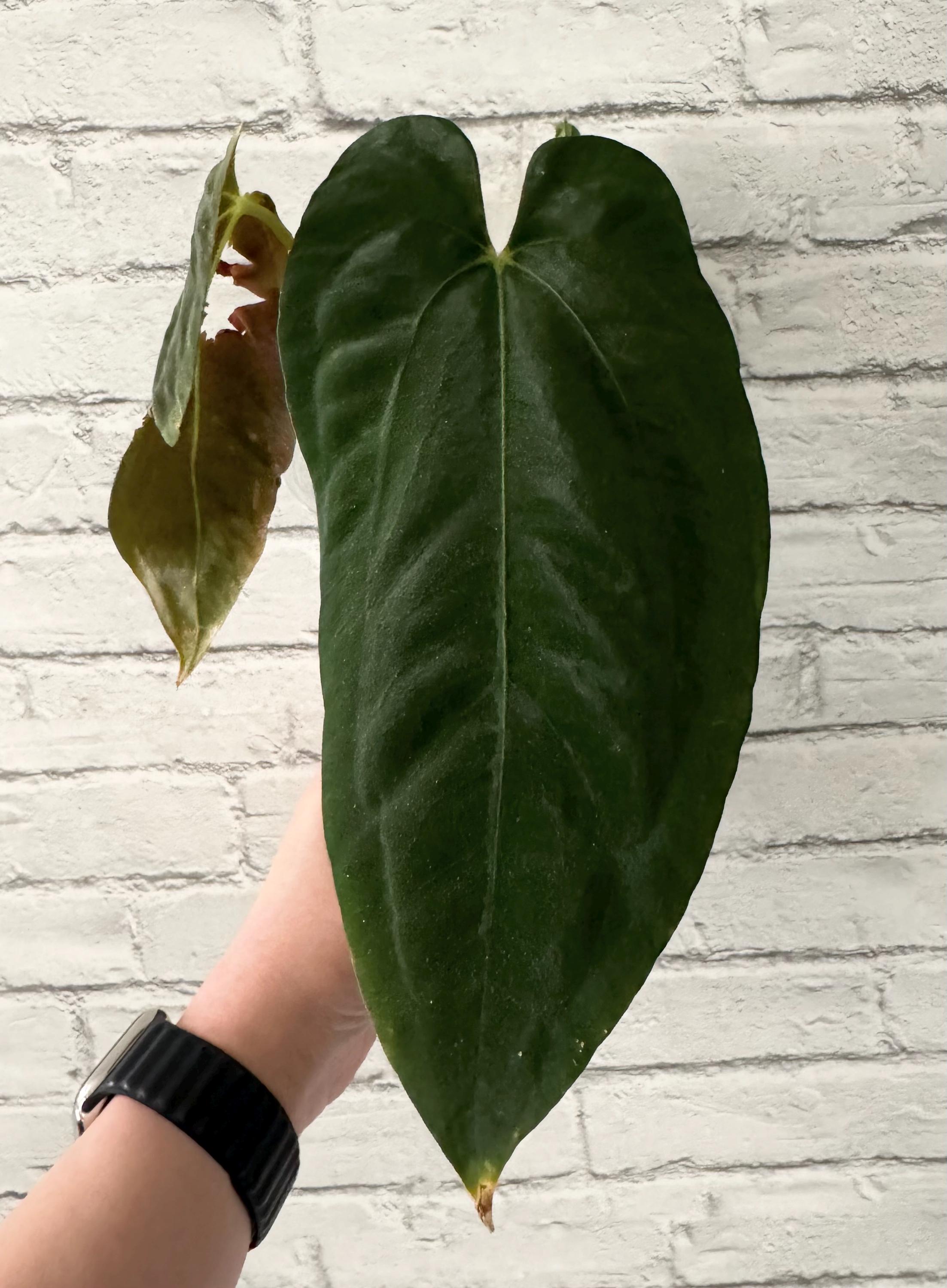 Anthurium Papillilaminum (RA5 X Self) X (ralph Lynam X Self) - Etsy