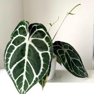 Anthurium (Papi Mag Crystal) x (Dorayaki x Forgetii) #107