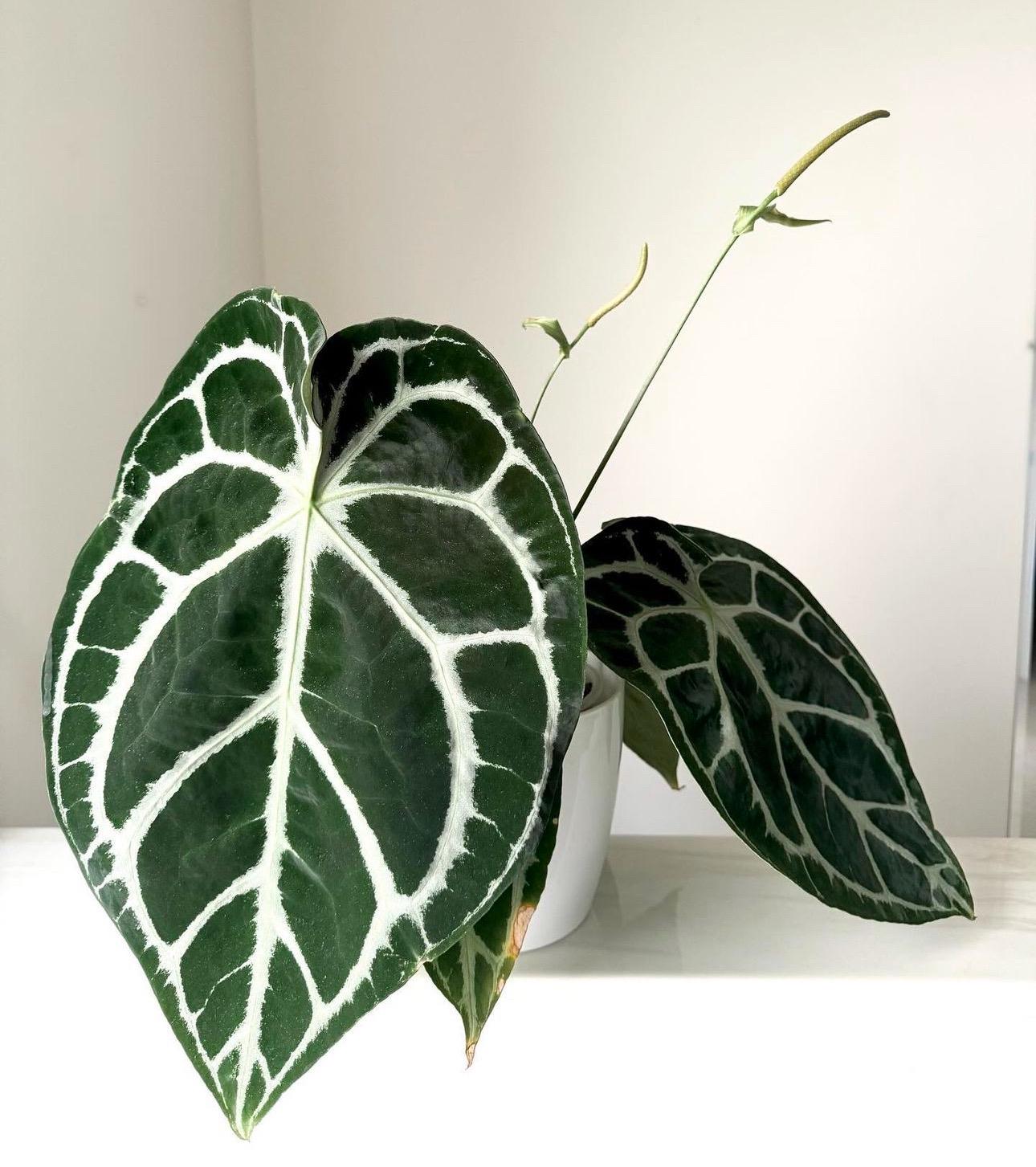 その他観葉植物 Anthurium dorayaki silver x forgetii Anthurium Dorayaki X Forgetii Seedling - Hybrid Aroid