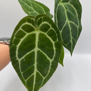 Anthurium (Papi Mag Crystal) x (Dorayaki x Forgetii) #101