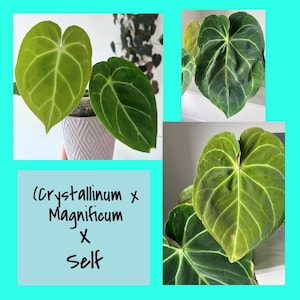 Anthurium Crystallinum Seedling - Etsy