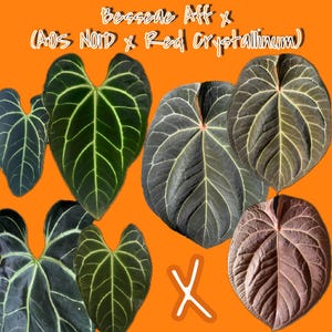 Anthurium Besseae Aff x (AOS NOID x Red Crystallinum) Seedling