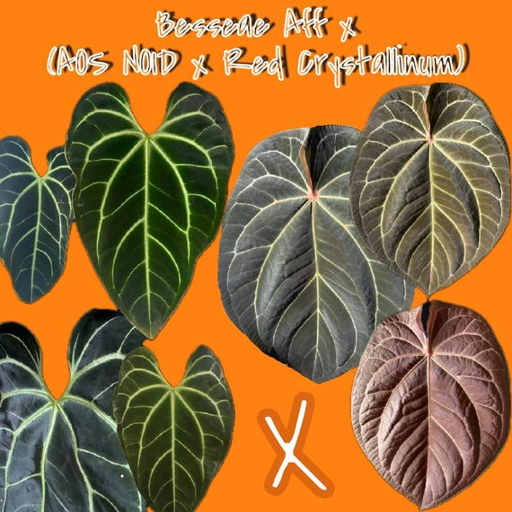 Anthurium AOS x Red Crystallinum実生株 Anthurium Besseae Aff X (AOS NOID X Red Crystallinum