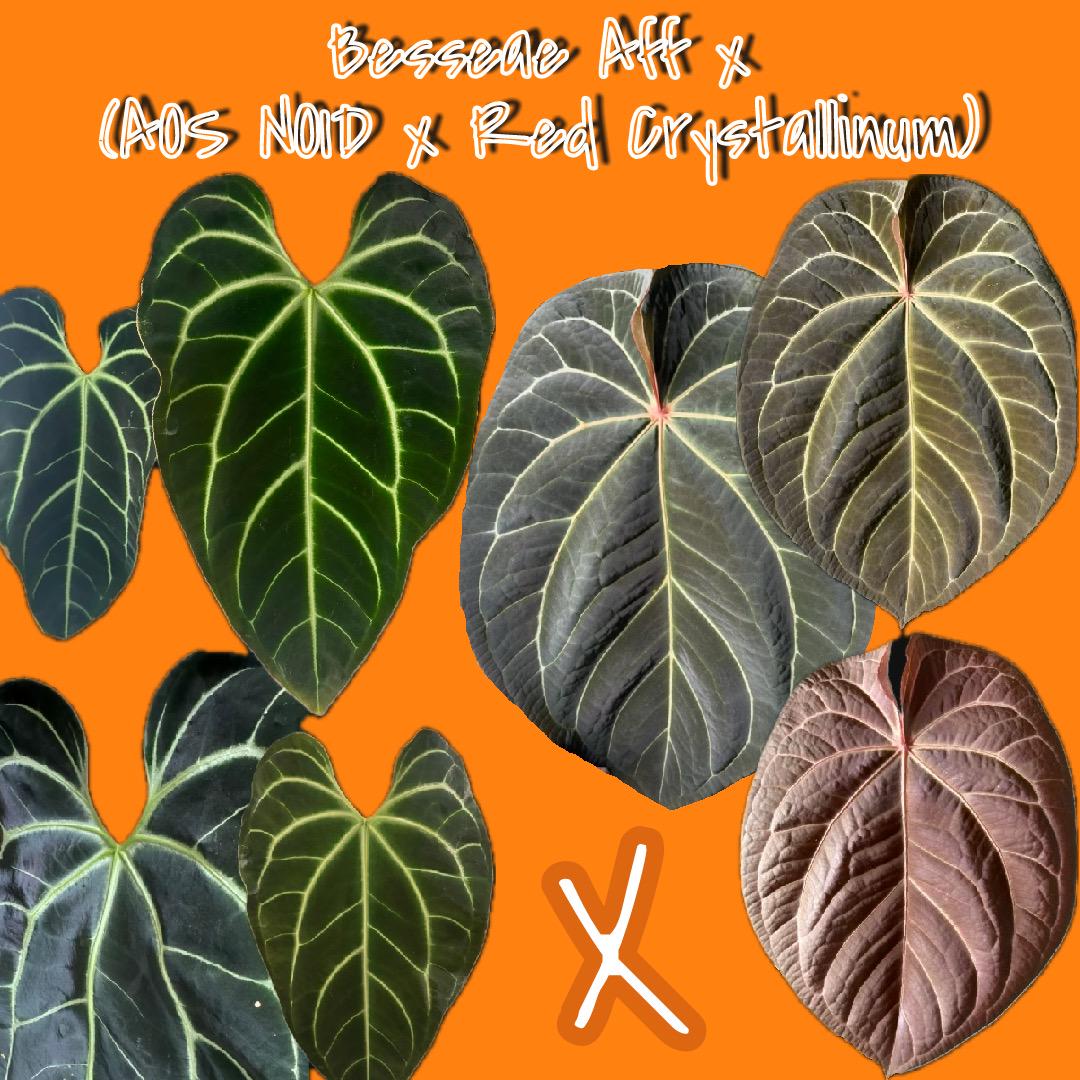 Anthurium Zara X Anthurium Michelle - Etsy