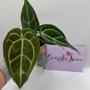 Anthurium (Papi Mag Crystal) x (Dorayaki x Forgetii) #109