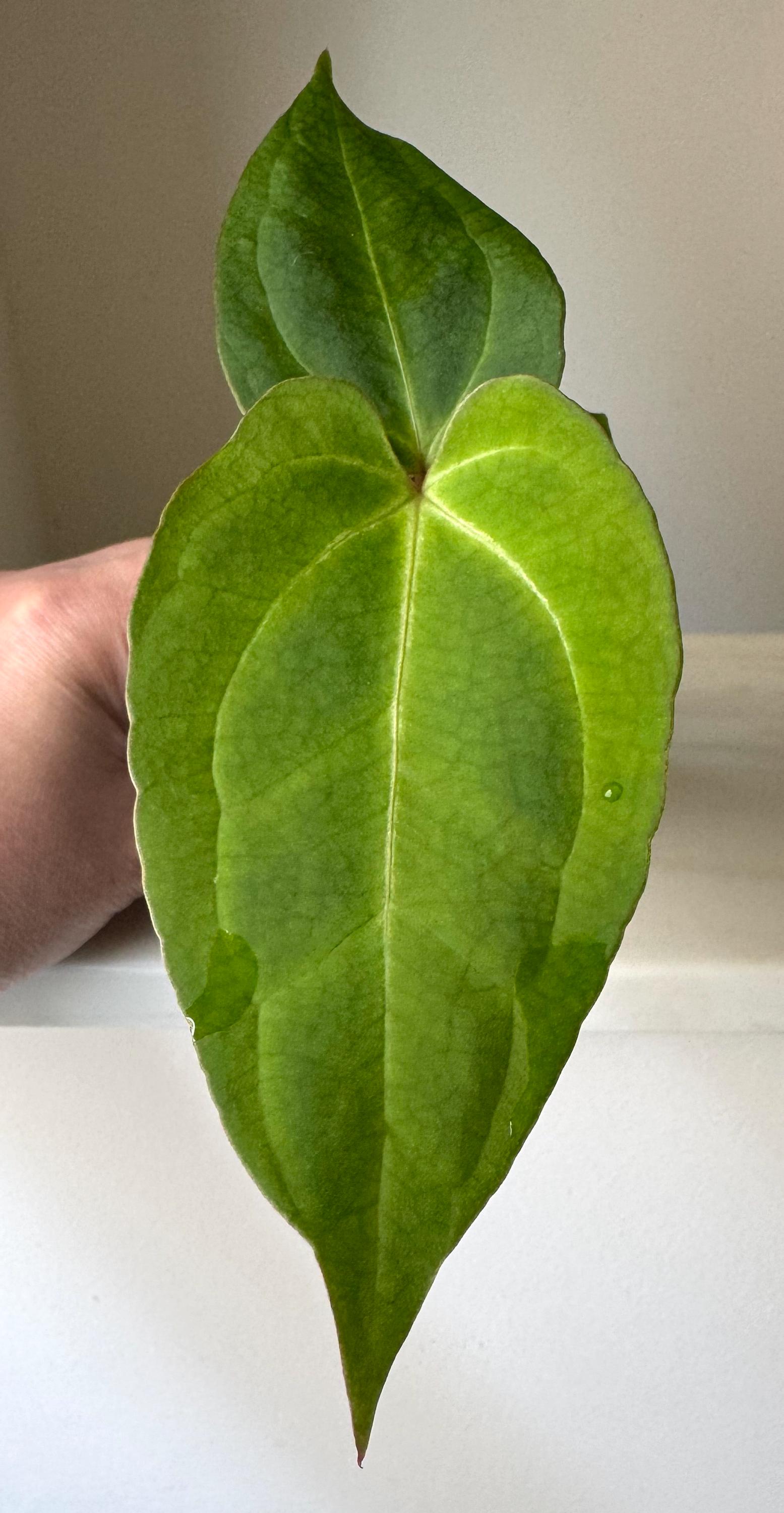 Anthurium Besseae Aff x (AOS NOID x Red Crystallinum) #35