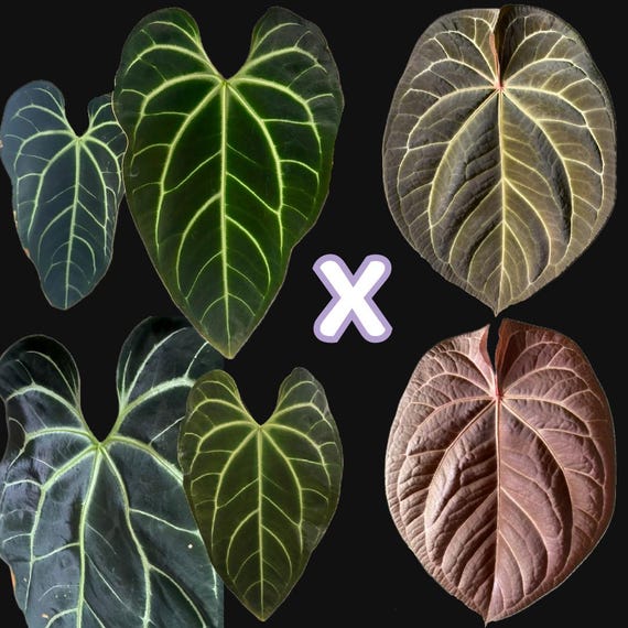 衝撃の激安コスパ・掘り出し物も Aff Besseae Anthurium X Crystallinum Red X NOID (AOS その他観葉植物
