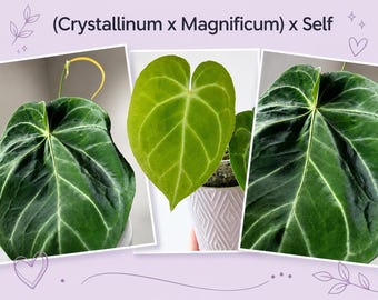 Anthurium (Crystallinum x Magnificum) x Self