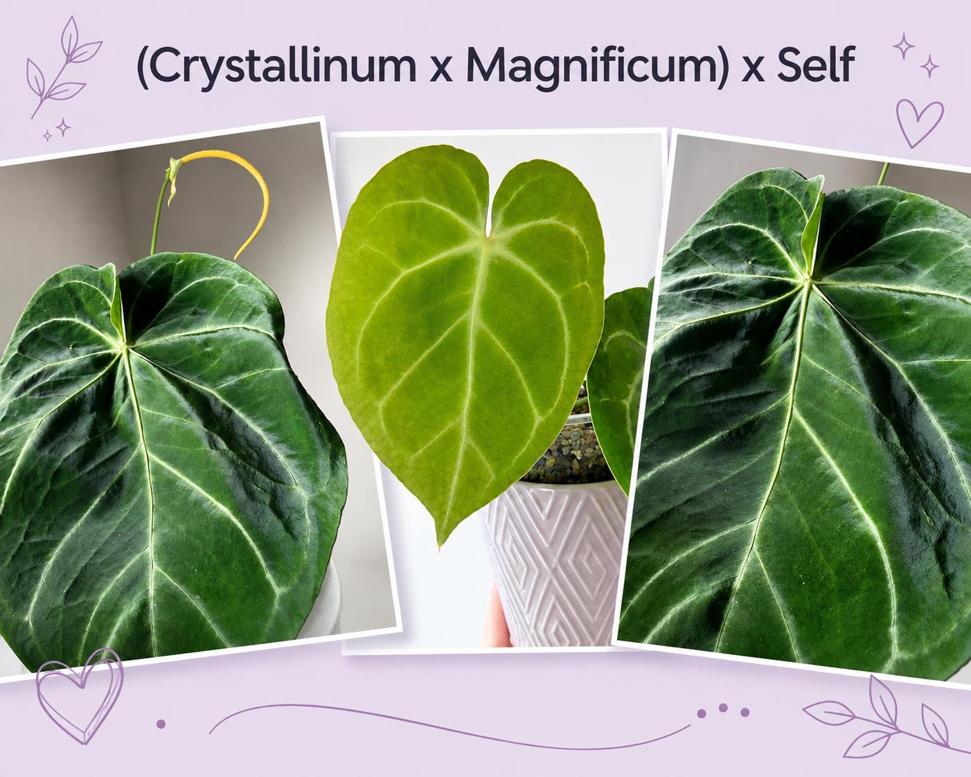 Anthurium (crystallinum X Magnificum) X Self - Etsy