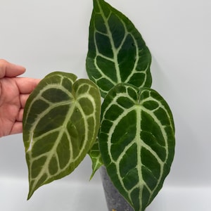 Anthurium (Papi Mag Crystal) x (Dorayaki x Forgetii) #106