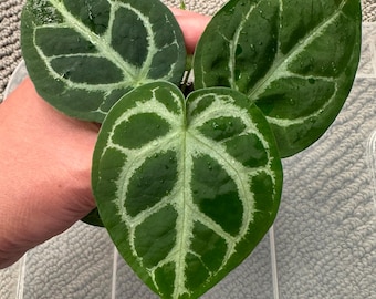 Anthurium Dorayaki Silver X Magnificum Starter Plant (ALL STARTER