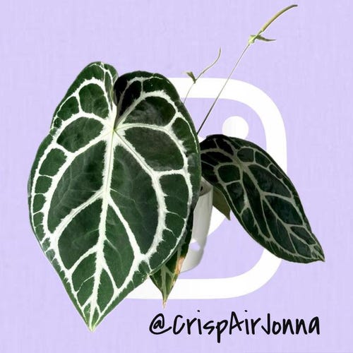 Anthurium (dorayaki X Forgetii) X Self #209 - Etsy