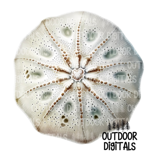 Sand Dollar Clip Art - Etsy