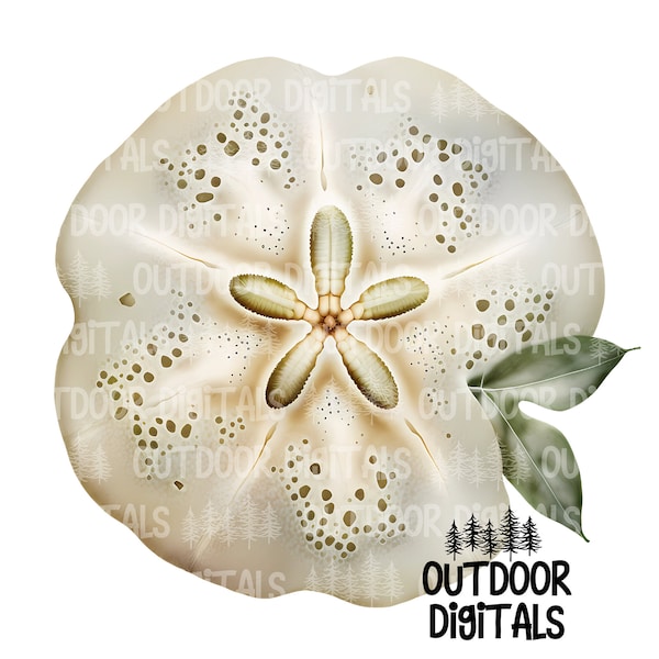 Sand Dollar PNG, Watercolor Clipart, Sand Dollar & Nursery Art, Sand Dollar Sublimation PNG, Commercial Use Sand Dollar Graphics