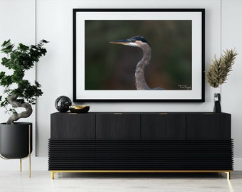 Portret grote blauwe reiger - Fine Art Wildlife Photography Print