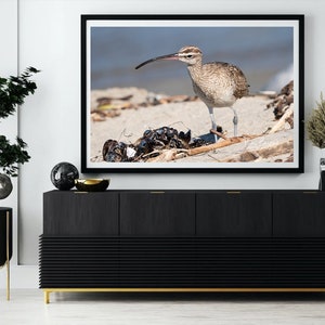 Whimbrel Shellfish Beach Bird Photography Prints - Nature and Wildlife  Fine Art Print - Wall Art - Canvas, Photo, Metal, Acrylic Decor