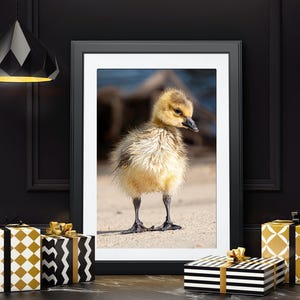 Canada Goose Gosling Bird Photography Prints - Nature Wildlife Fine Art Photography Print - Wall Art - Canvas - Photo Print - Interior Decor