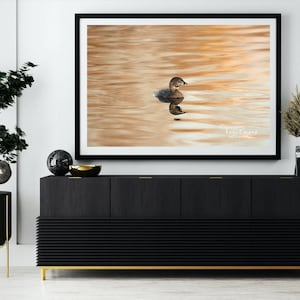 Pied Billed Grebe Bird Photography Prints - Nature and Wildlife  Fine Art Print - Wall Art - Canvas, Photo, Metal, Acrylic - Interior Decor
