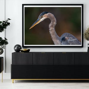 Great Blue Heron II Bird Photography Prints - Nature Wildlife Fine Art Photography Print - Wall Art - Canvas - Photo Print - Interior Decor
