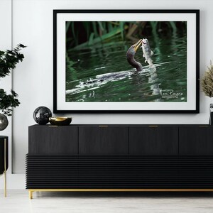 Bird Photography Print - Cormorant Catching Fish Nature and Wildlife Fine Art Print Wall Art - Canvas, Photo, Fine Art Print Interior Decor